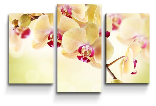 Sablio Obraz - 3-dílný Orchidea 2 - 75x50 cm