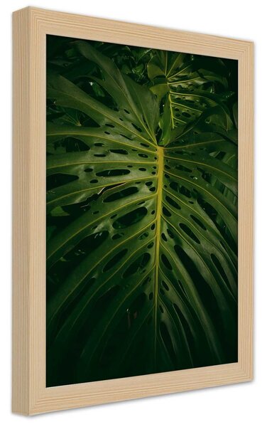 Gario Plagát Monstera - list z prírody Farba rámu: Prírodná, Veľkosť: 30 x 45 cm