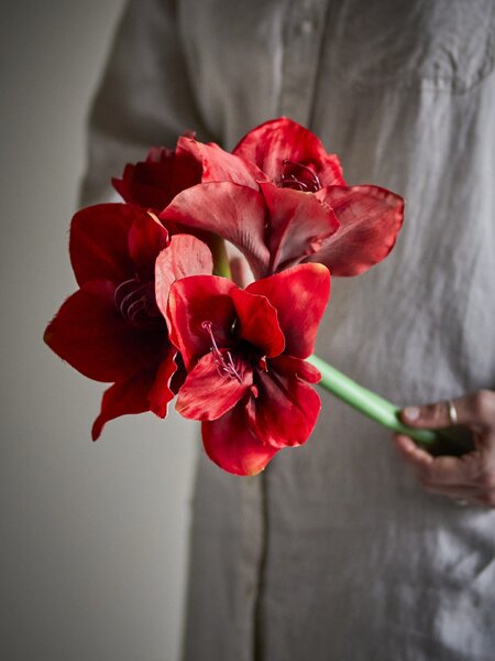 Umělá květina Amaryllis Red 74 cm