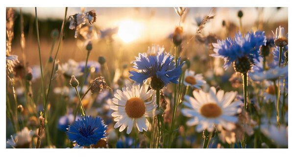 Obraz letná lúka v zlatom svetle