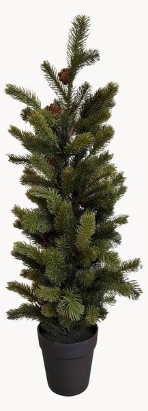 Vianočný stromček Clove