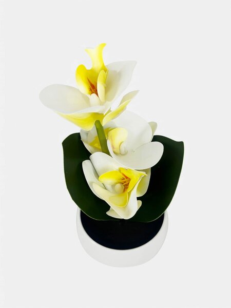 Sinsay - Dekoratívna rastlina v kvetináči – orchidea - krémová