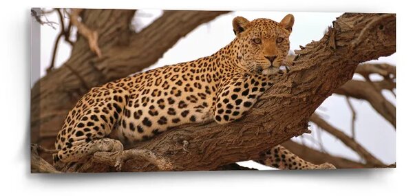 Sablio Obraz Leopard 2 - 110x50 cm