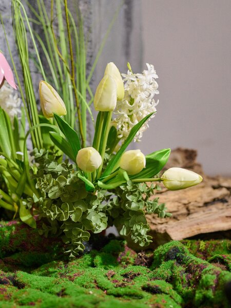 Sinsay - Okrasná rastlina – tulipány - krémová