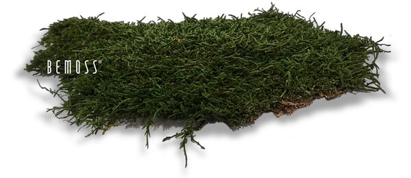 Stabilizovaný mach Flatmoss Natural - 1000g