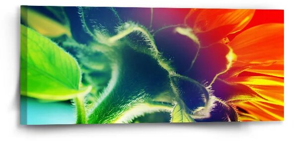 Sablio Obraz Dúhový kvet - 110x50 cm