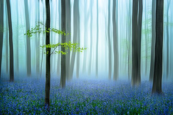 Umelecká fotografie the blue forest ........, Piet Haaksma, (40 x 26.7 cm)