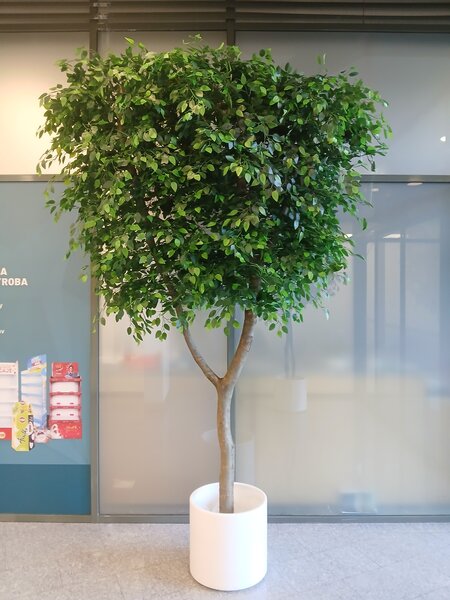 Umelý strom Fikus benjamin 300cm