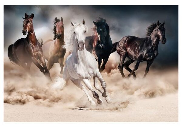 Obraz HORSES 120x80 cm, viacfarebná