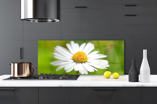 Sklenený obklad Do kuchyne Sedmokráska rastlina príroda 125x50 cm