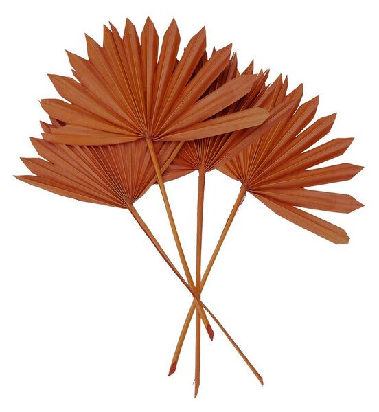 FLOWER MARKET Sušená palma "Sun Spear" 4 ks - oranžová