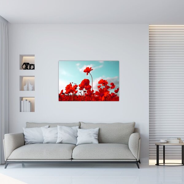 Obraz poľa s jasne červenými kvetmi (90x60 cm)