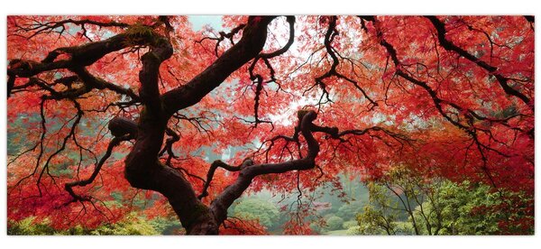 Obraz červeného japonského javora, Portland, Oregon (120x50 cm)