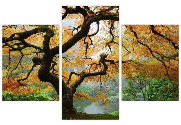 Obraz žltého japonského javora, Portland, Oregon (90x60 cm)