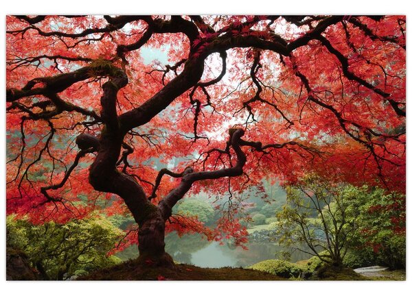 Obraz červeného japonského javora, Portland, Oregon (90x60 cm)