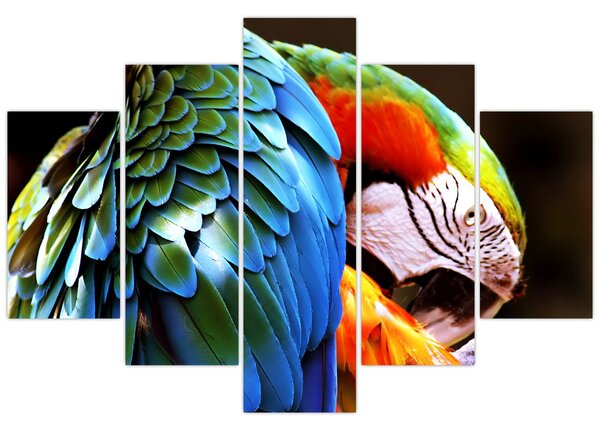 Obraz - Papagáj (150x105 cm)