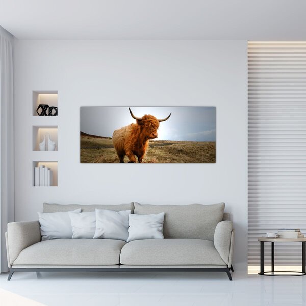Obraz škótskej kravy (120x50 cm)