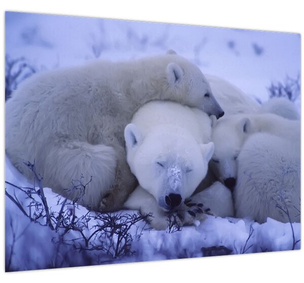 Obraz - Ľadové medvedíky (70x50 cm)