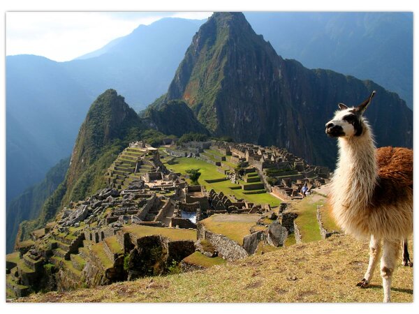 Obrázok - Lama a Machu Picchu (70x50 cm)