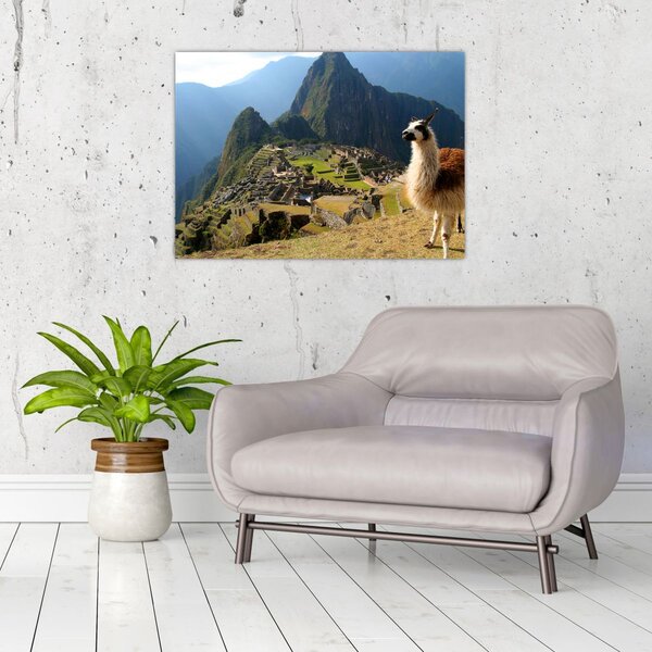 Obrázok - Lama a Machu Picchu (70x50 cm)