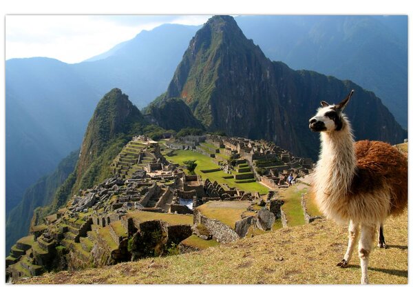 Obrázok - Lama a Machu Picchu (90x60 cm)