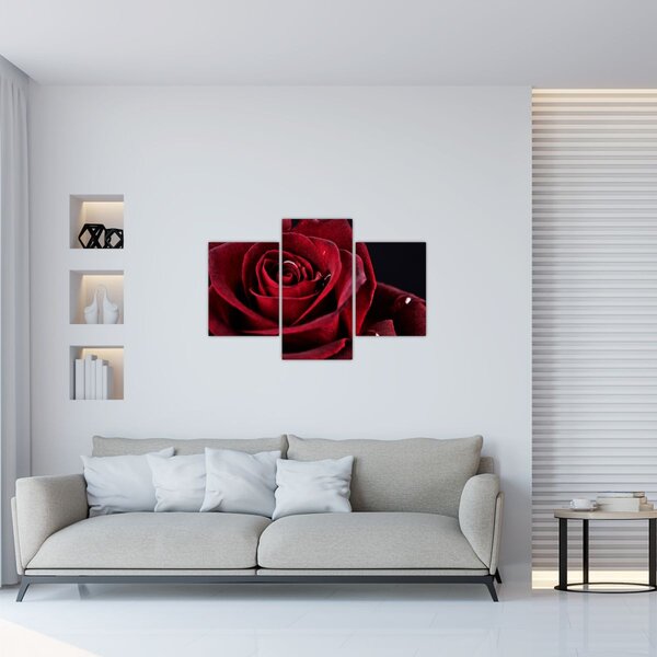 Obraz - Červená ruža (90x60 cm)