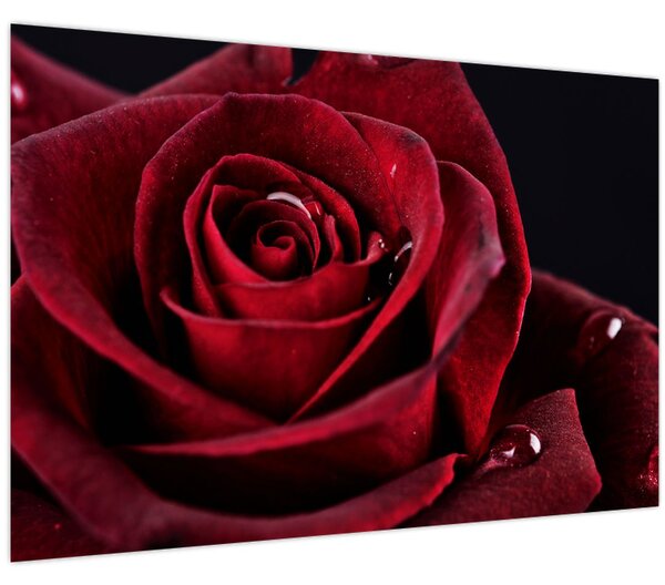 Obraz - Červená ruža (90x60 cm)
