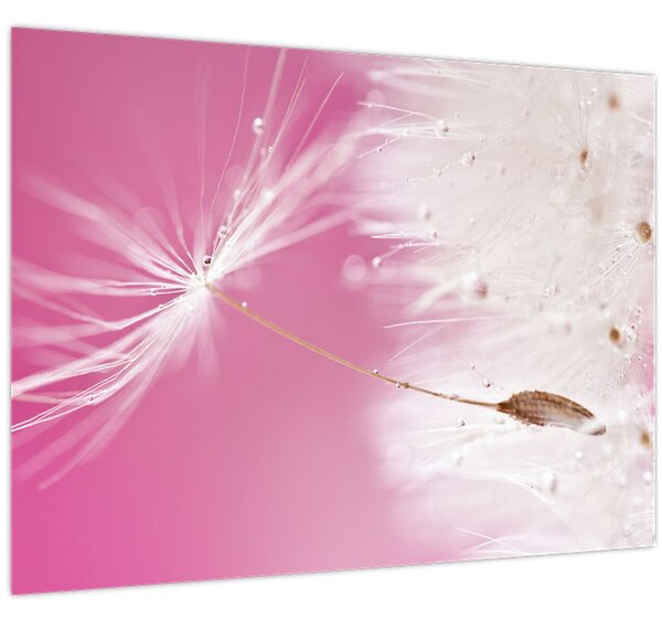 Obraz - Makro kvetu (70x50 cm)