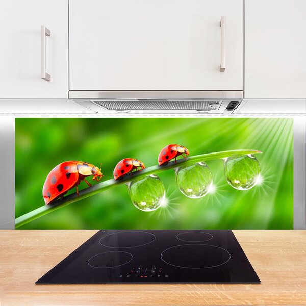 Sklenený obklad Do kuchyne Lienky na listu kvapky 125x50 cm