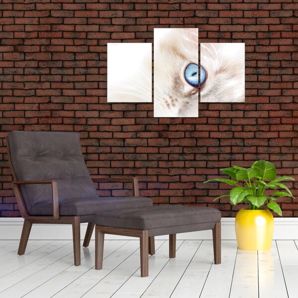 Obraz - Mačiatko (90x60 cm)