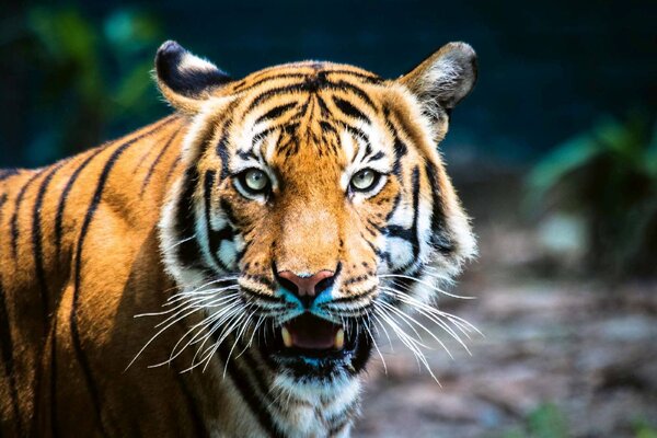 DIMEX | Vliesové fototapety na stenu Tiger malajzijský MS-5-0544 | 375 x 250 cm | zelená, biela, čierna, oranžová, hnedá