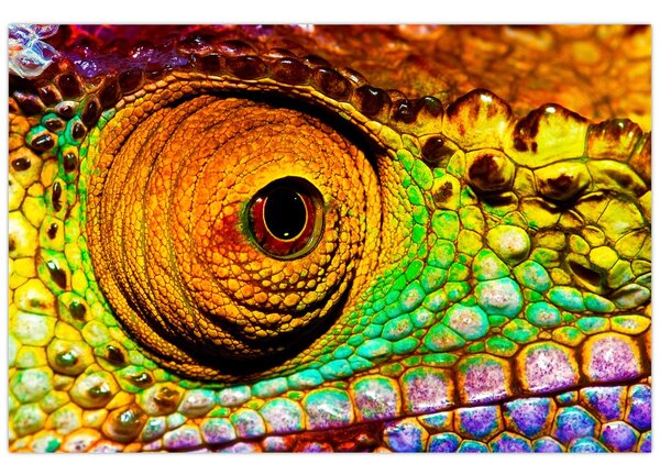 Obraz - Chameleon (90x60 cm)