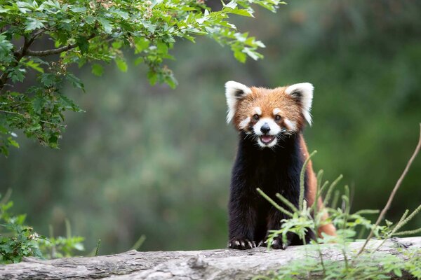 DIMEX | Vliesové fototapety na stenu Smejúca sa panda červená MS-5-0624 | 375 x 250 cm | zelená, biela, hnedá