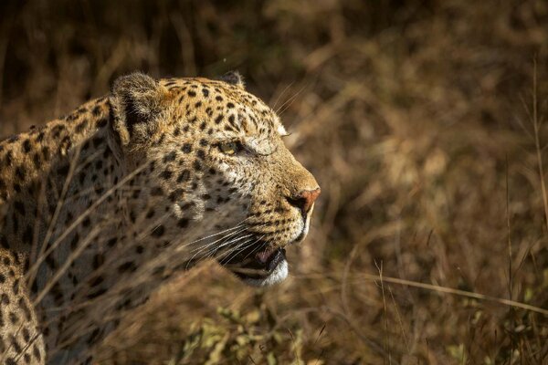 Samolepiaca vliesová fototapeta Leopard na love 375 x 250 cm