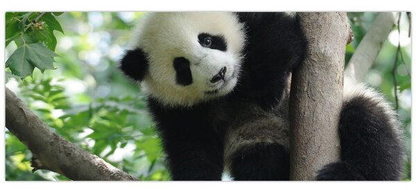 Obraz - Panda na strome (120x50 cm)
