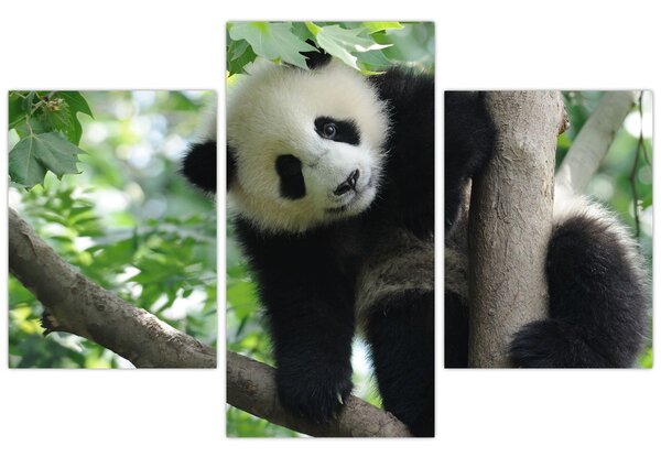 Obraz - Panda na strome (90x60 cm)