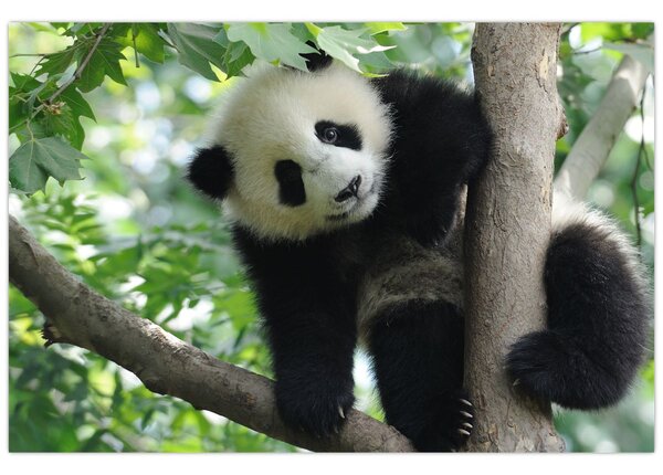 Obraz - Panda na strome (90x60 cm)