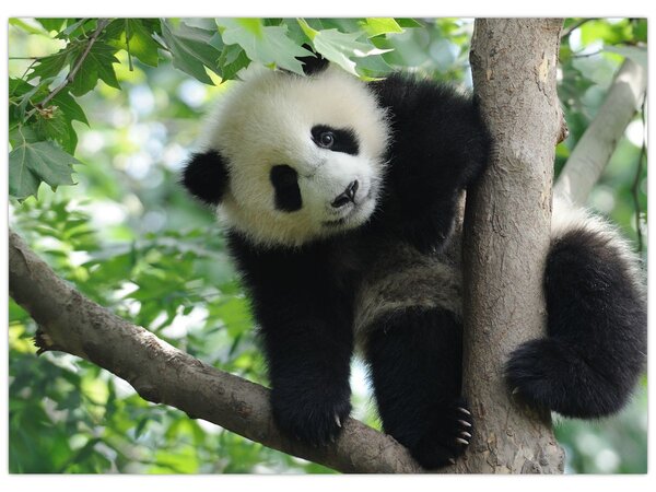 Obraz - Panda na strome (70x50 cm)