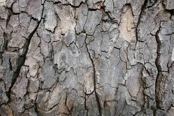 DIMEX | Vliesové fototapety na stenu Kôra stromu MS-5-2339 | 375 x 250 cm | hnedá, šedá