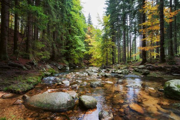 DIMEX | Vliesové fototapety na stenu Lesný prúd MS-5-1616 | 375 x 250 cm | zelená, hnedá, šedá