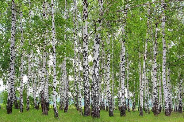 DIMEX | Vliesové fototapety na stenu Jarný brezový háj MS-5-1888 | 375 x 250 cm | zelená, biela, čierna