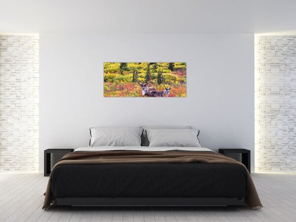 Obraz - Karibu na Aljaške (120x50 cm)