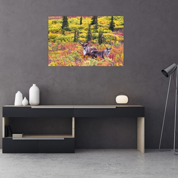 Obraz - Karibu na Aljaške (90x60 cm)