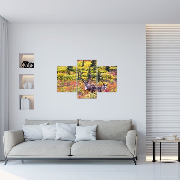 Obraz - Karibu na Aljaške (90x60 cm)