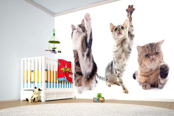 Samolepiaca vliesová fototapeta Mačky v škole 375 x 250 cm