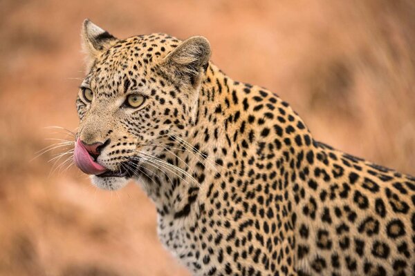 Samolepiaca vliesová fototapeta Samica leoparda 375 x 250 cm
