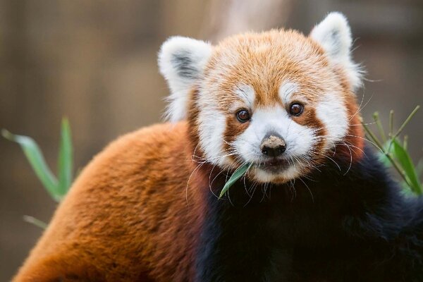 DIMEX | Vliesové fototapety na stenu Roztomilá panda červená MS-5-0625 | 375 x 250 cm | zelená, biela, hnedá