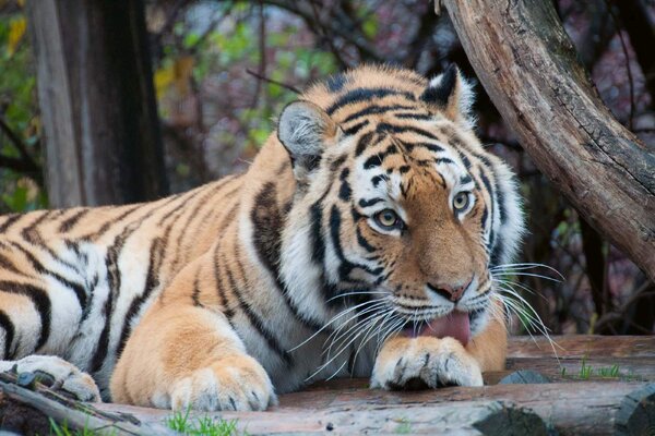 Samolepiaca vliesová fototapeta Roztomilý tiger 375 x 250 cm