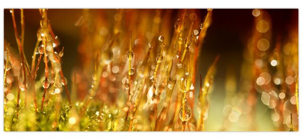 Obraz - Detail rosy (120x50 cm)