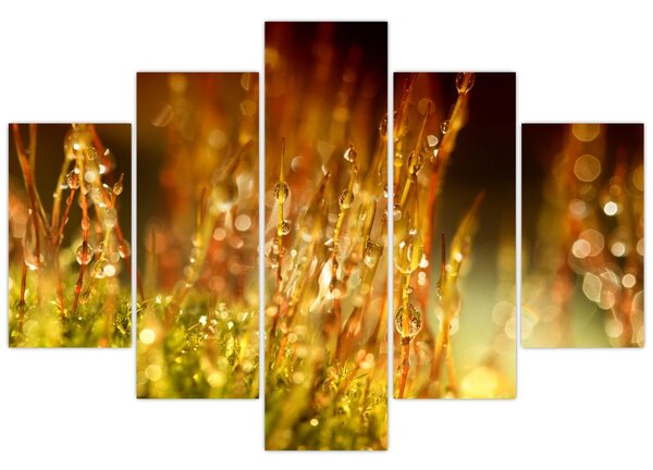 Obraz - Detail rosy (150x105 cm)